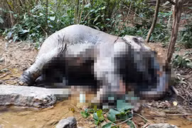 Phát hiện cá thể voi chết trong rừng tràm