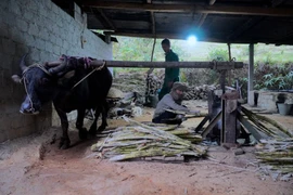 Hà Tĩnh: Làng mật mía Thọ Điền tất bật vào vụ