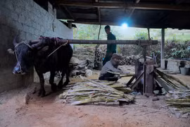 Hà Tĩnh: Làng mật mía Thọ Điền tất bật vào vụ