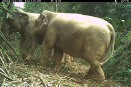 Hà Tĩnh: Phát hiện 2 cá thể voi rừng qua hệ thống bẫy ảnh 