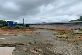 Hà Tĩnh: “Hô biến” đất rừng thành trại nuôi lợn?!