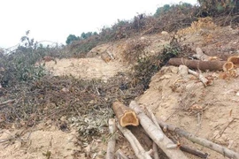 Nghệ An: Cán bộ bảo vệ rừng bị “lâm tặc” đánh nhập viện