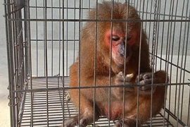 Hà Tĩnh: Tiếp nhận cá thể khỉ mặt đỏ quý hiếm