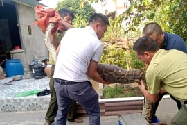 Hà Tĩnh: Người dân bàn giao trăn “khủng” cho kiểm lâm thả về tự nhiên