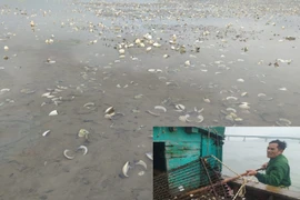 Hà Tĩnh: Ngao chết hàng loạt do mật độ nuôi quá dày?