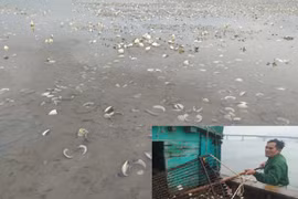 Hà Tĩnh: Ngao chết hàng loạt do mật độ nuôi quá dày?