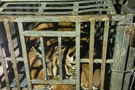 Bắt giữ 2 đối tượng vận chuyển cá thể hổ nặng 235kg