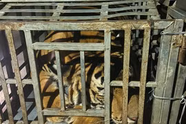 Bắt giữ 2 đối tượng vận chuyển cá thể hổ nặng 235kg