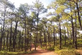 Quảng Bình: Chi trả hơn 82 tỷ đồng từ việc bán tín chỉ carbon 