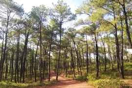 Quảng Bình: Chi trả hơn 82 tỷ đồng từ việc bán tín chỉ carbon 