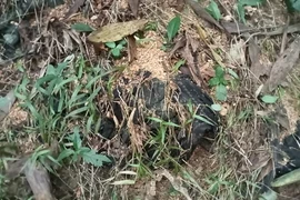 Phát hiện thi thể người đàn ông đã phân huỷ ở rừng keo