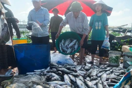 Hà Tĩnh: Dân khóc ròng vì cá nuôi lồng chết hàng loạt