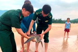Thả cá thể rùa biển quý hiếm về môi trường tự nhiên