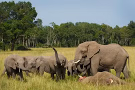 Hà Tĩnh: Phát hiện cá thể voi chết trong rừng