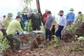 Hà Tĩnh: Hàng trăm cá thể động vật hoang dã được thả về tự nhiên