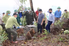 Hà Tĩnh: Hàng trăm cá thể động vật hoang dã được thả về tự nhiên