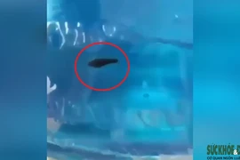 Quảng Bình: Bàng hoàng phát hiện đỉa “bơi lội” trong bình nước khoáng