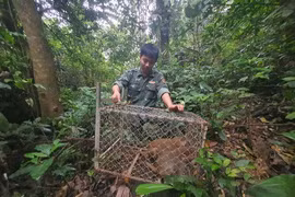 Nhiều cá thể động vật quý hiếm được thả về tự nhiên