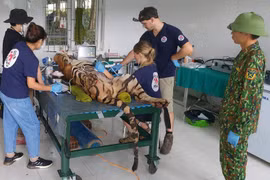 Vườn Quốc gia Phong Nha-Kẻ Bàng chuyển 7 cá thể hổ về chỗ ở mới