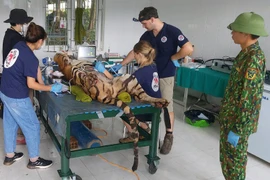 Vườn Quốc gia Phong Nha-Kẻ Bàng chuyển 7 cá thể hổ về chỗ ở mới