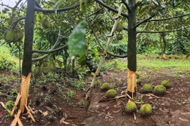  Liên tiếp xảy ra 2 vụ phá hoại sầu riêng ở Đắk Lắk
