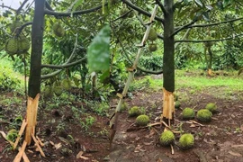  Liên tiếp xảy ra 2 vụ phá hoại sầu riêng ở Đắk Lắk