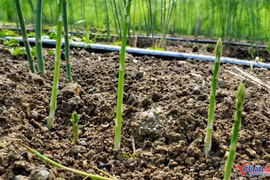 Thu lãi tiền triệu mỗi ngày nhờ trồng măng tây