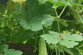 Căn nhà đặc biệt có khu vườn rộng 100m2