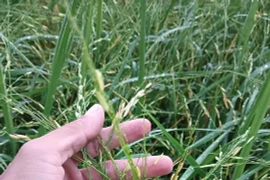 Mưa đá gây thiệt hại hàng trăm hecta lúa ở Đắk Lắk