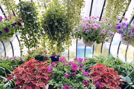 Hà Nội: Biến ban công 4m2 thành khu vườn xanh mát