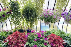 Hà Nội: Biến ban công 4m2 thành khu vườn xanh mát