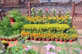 Tận dụng chai nhựa, giày cũ trồng cây có ngay khu vườn đẹp