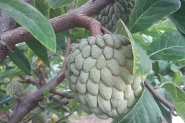 Loại quả ‘mở mắt’ đưa về phố bán 250 nghìn/kg