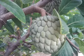 Loại quả ‘mở mắt’ đưa về phố bán 250 nghìn/kg