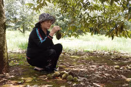 Đắk Lắk: Vườn sầu riêng rụng trái hàng loạt, nghi bị đầu độc