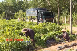 Cao su - Loại cây giống đang bán hút hàng ở Bình Phước