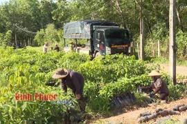 Cao su - Loại cây giống đang bán hút hàng ở Bình Phước