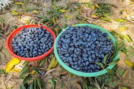 Thu về hơn 300 triệu đồng/năm từ loại cây đặc sản của làng