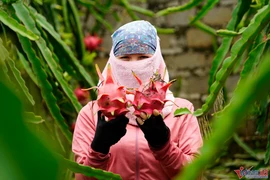 Mỹ chi 11,3 tỷ USD nhập khẩu quả và quả hạch từ Việt Nam