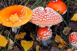 Ăn nhầm nấm độc, 6 người ở Đắk Nông phải nhập viện cấp cứu 