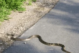 Tại sao khi đánh chết rắn độc, phải chặt đầu đem đi chôn ? 