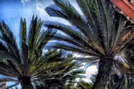  Cây cảnh sống tới nghìn năm, cực tốt cho phong thủy gia đình