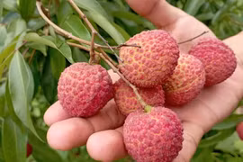 Bắc Giang: Nông dân thu 5.760 tỷ đồng nhờ bán vải thiều