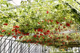 Khu vườn sân thượng được làm gần nửa tỷ đồng