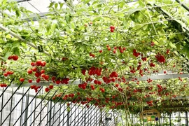 Khu vườn sân thượng được làm gần nửa tỷ đồng