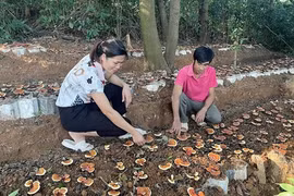 Vĩnh Phúc: Nấm lim xanh, loại nấm quý hiếm ở rừng nguyên sinh 