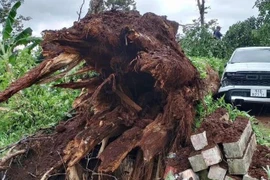 Đắk Lắk: Cây cổ thụ bật gốc, đè nát 2 xe con đậu bên đường