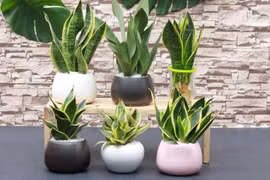 Những cây cảnh văn phòng lọc không khí, cung cấp oxy dồi dào