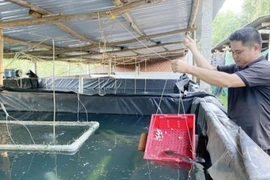 Bình Định: Loại cá nạc thịt bán với giá 500.000 đồng/kg