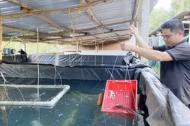 Bình Định: Loại cá nạc thịt bán với giá 500.000 đồng/kg